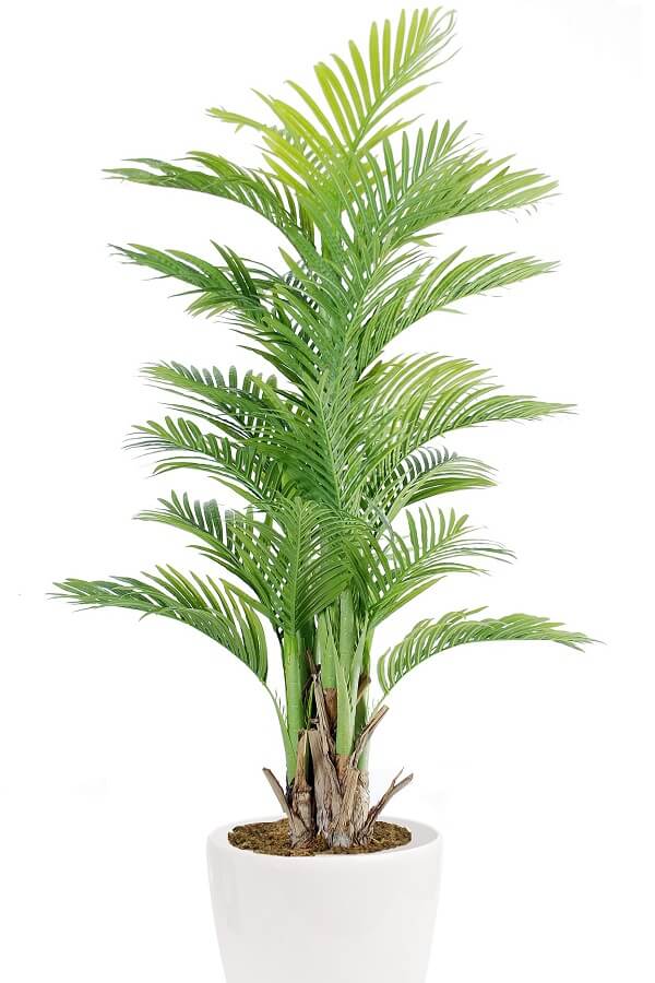 Synthetic Kentia Palm in White Pot- 170cmH