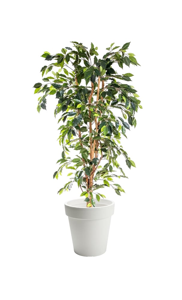 Synthetic Ficus Tree – 150cmH