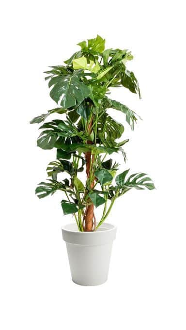 Synthetic Tall Philodendron Tree – 150cmH